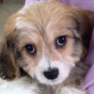 Meet your Posher, Teagan